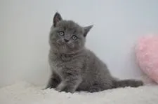 スコティッシュストレート【福岡県・女の子・2020年4月1日・ブルー】の写真3