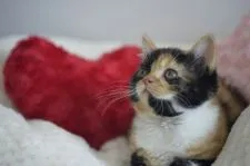 スコティッシュフォールド(立ち耳)【福岡県・女の子・2019年3月17日・ブラウンパッチドタビー&ホワイト】の写真3