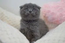 スコティッシュフォールド(折れ耳)【福岡県・男の子・2020年4月1日・ブルー】の写真3