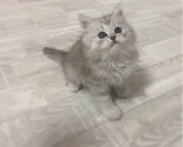 ミヌエット(長足)【福岡県・男の子・2023年3月17日・シルバータビー】の写真4