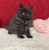 スコティッシュストレート【福岡県・女の子・2022年1月12日・ブラック】の写真4