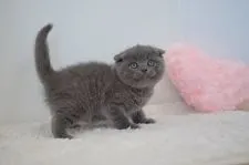 スコティッシュフォールド(折れ耳)【福岡県・男の子・2020年4月1日・ブルー】の写真4