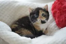 スコティッシュフォールド(立ち耳)【福岡県・女の子・2019年3月17日・ブラウンパッチドタビー&ホワイト】の写真4