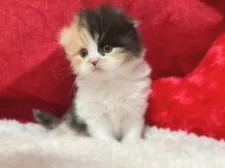 スコティッシュフォールド(折れ耳)【福岡県・女の子・2022年1月12日・キャリコ】の写真5