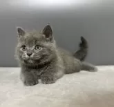 スコティッシュストレート【福岡県・女の子・2024年6月18日・ブルー】の写真5