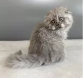 スコティッシュフォールド(折れ耳)【福岡県・男の子・2024年2月29日・ブルースモーク】の写真5