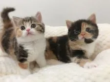 スコティッシュフォールド(立ち耳)【福岡県・女の子・2019年3月17日・ブラウンパッチドタビー&ホワイト】の写真5