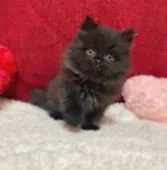 スコティッシュストレート【福岡県・女の子・2022年1月12日・ブラック】の写真5