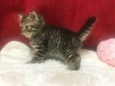 スコティッシュフォールド(立ち耳)【福岡県・男の子・2020年1月15日・ブラウンタビー】の写真5