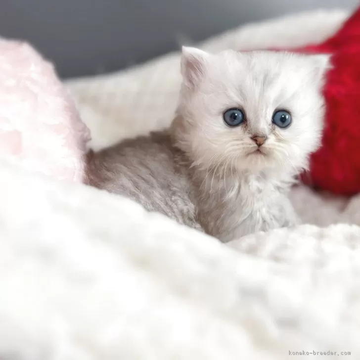 ID:2505-02431の子猫