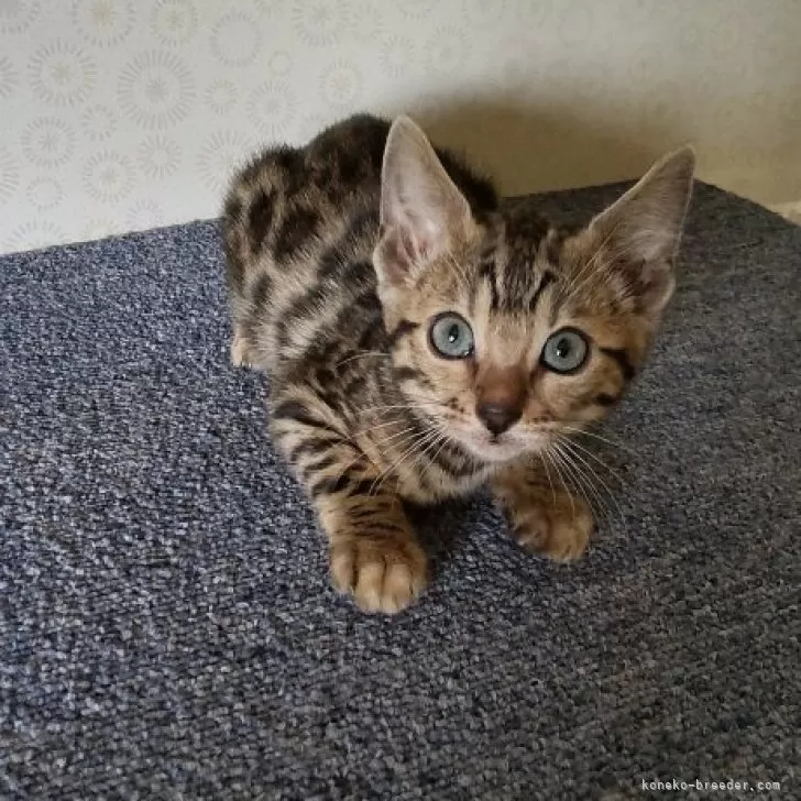 ID:2405-02772の子猫