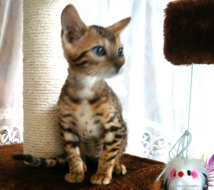 ID：1904-00946の子猫