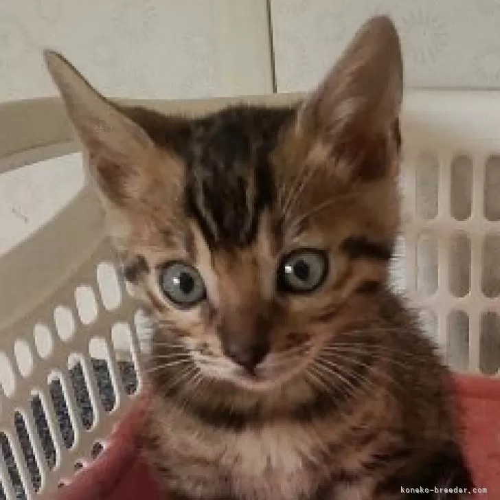 ID：2405-03192の子猫