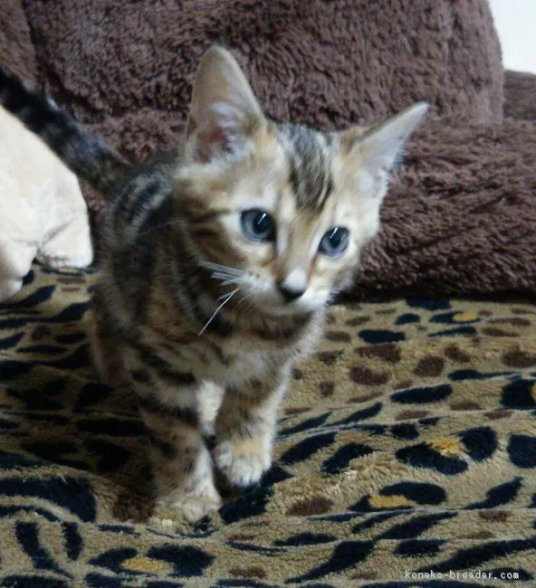 ID:1811-01544の子猫