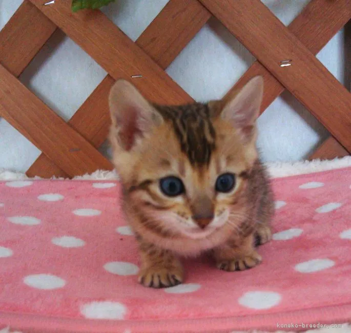 ID:1803-00303の子猫