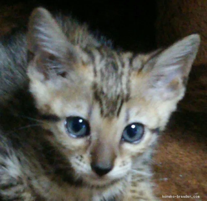 ID：2007-00701の子猫