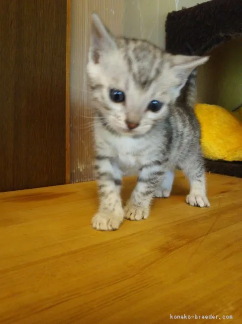 ID:1704-01139の子猫