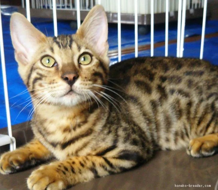 ID：2005-01405の子猫