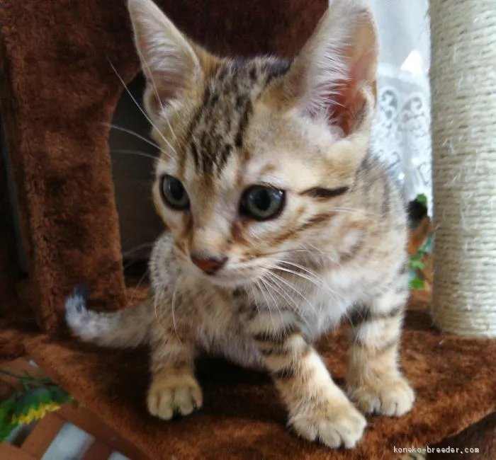 ID:1904-00947の子猫