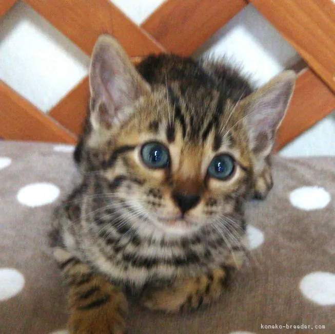 ID：1806-00247の子猫