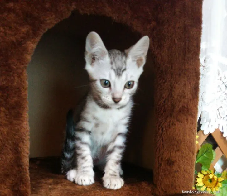 ID:1906-02070の子猫