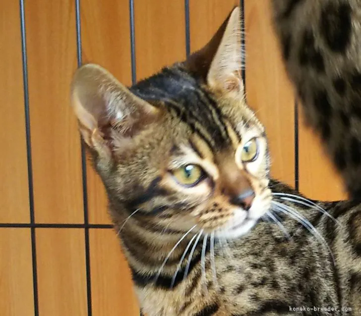 ID：2203-00226の子猫