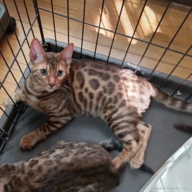 ID:2304-02856の子猫