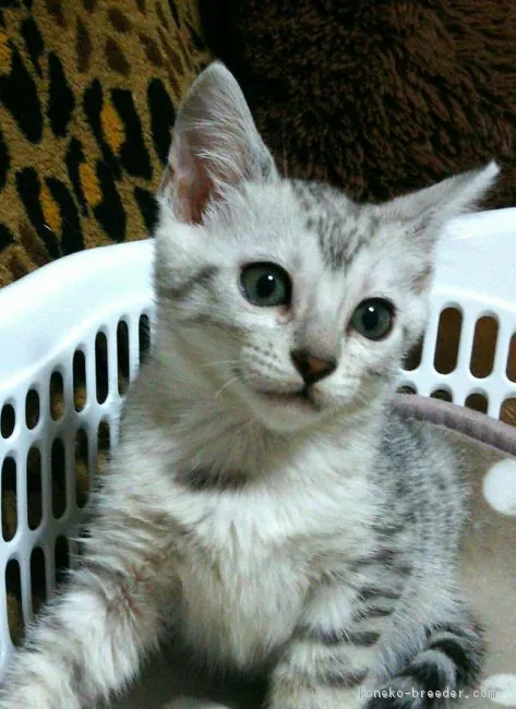 ID:1901-01307の子猫