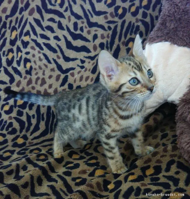 ID：1805-01451の子猫