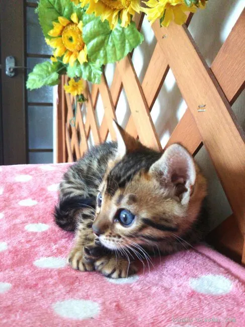 ID：1803-00302の子猫