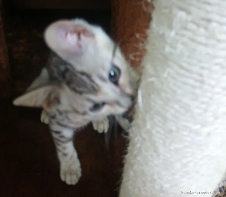 ID:1903-01696の子猫