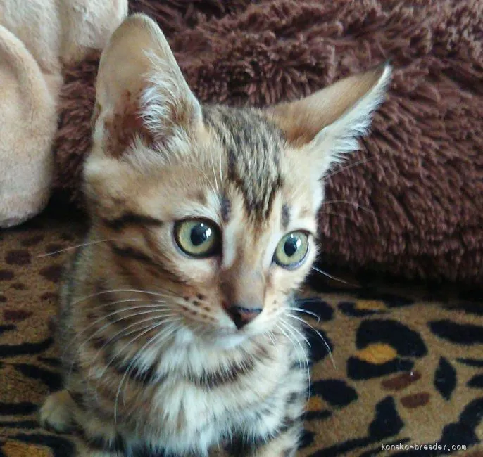 ID：1911-01077の子猫