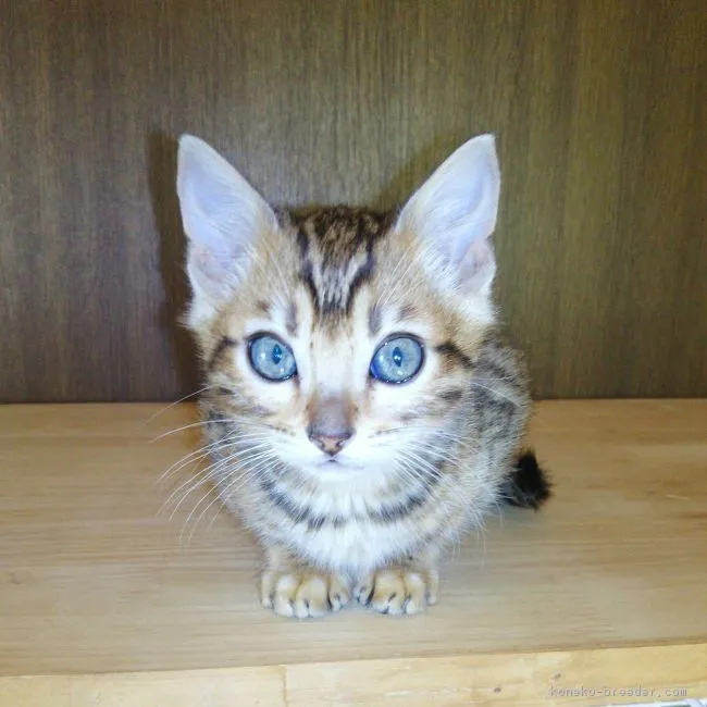 N.H 様のお迎えした子猫