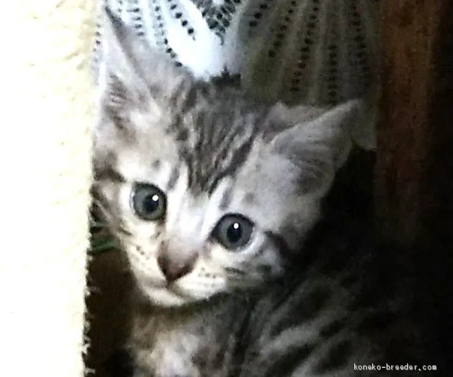 ID：2012-01427の子猫