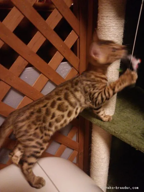レオンファミリー 様のお迎えした子猫