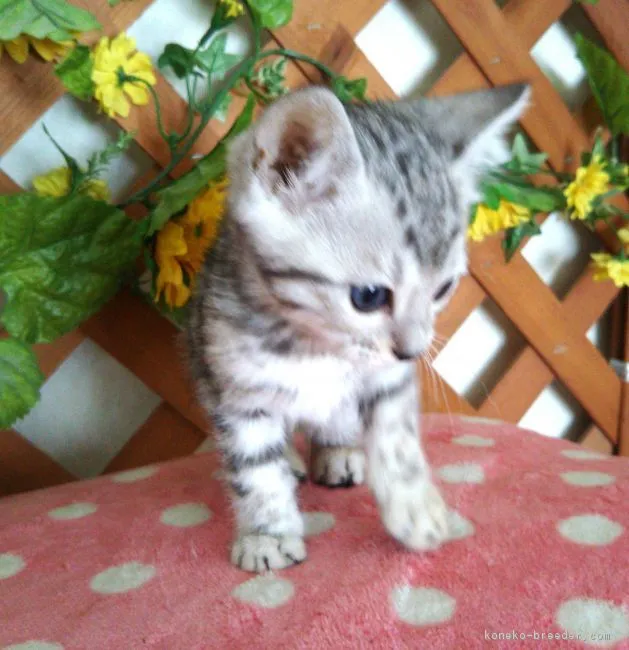 ID：1805-01904の子猫