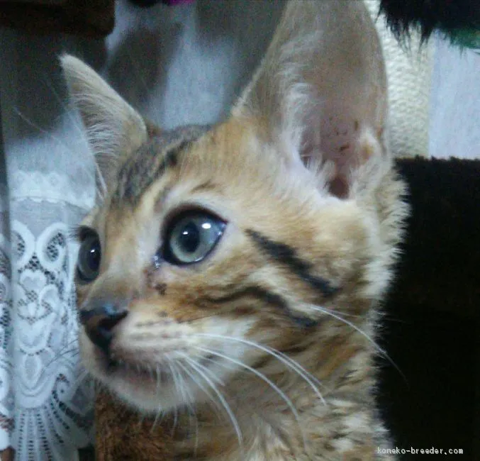 ID：2005-01498の子猫