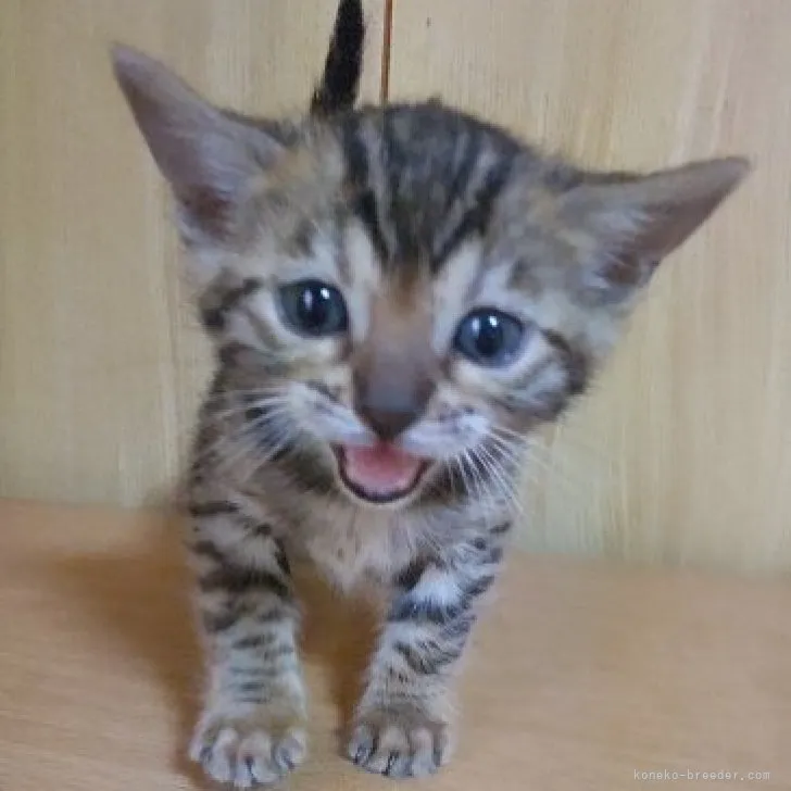 K.U 様のお迎えした子猫