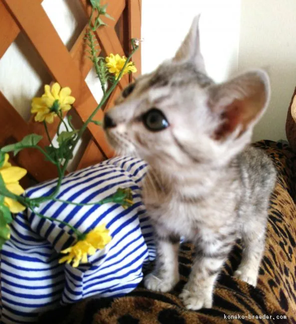 きぃ 様のお迎えした子猫
