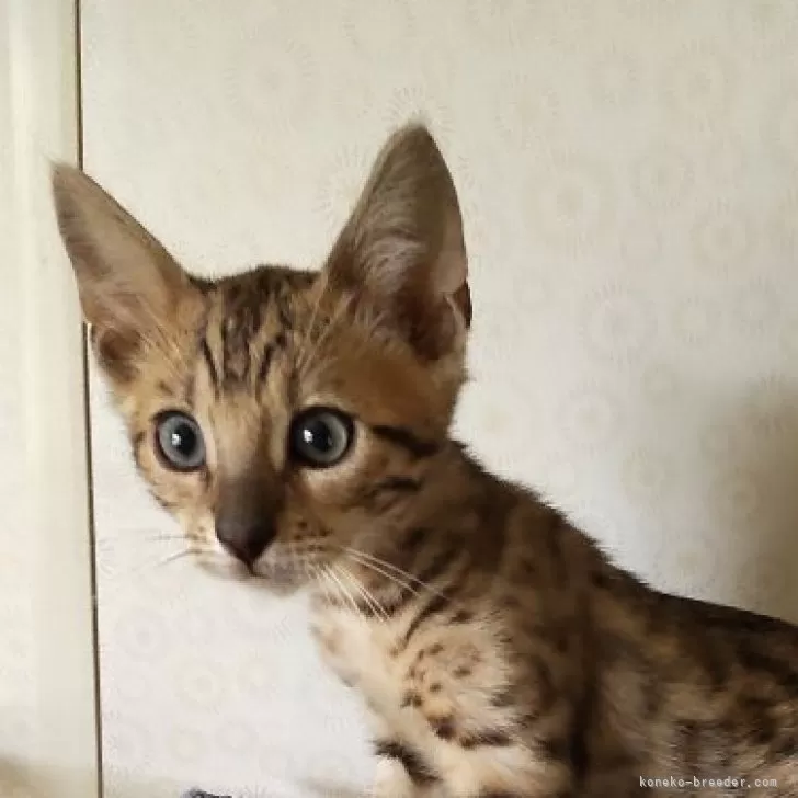 ID:2405-02769の子猫