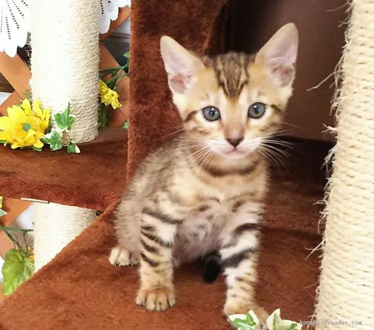 ID:2009-02049の子猫