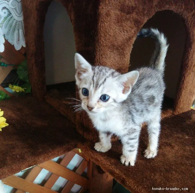 ID:1906-01262の子猫