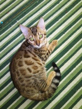 ベンガル【滋賀県・男の子・2016年6月18日・ブラウンスポテットタビー】の写真「父猫はグランドチャンピオン。人なつこく愛らしいです」