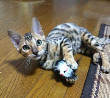 ベンガル【滋賀県・男の子・2018年8月3日・ブラウンスポテットタビー】の写真「とってもハンサム君です😹」