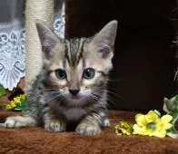 ベンガル【滋賀県・女の子・2020年8月26日・ブラウンスポテットタビー(ロゼット)】の写真1「はじめまして🎵」