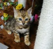 ベンガル【滋賀県・女の子・2018年10月7日・ブラウンスポテットタビー】の写真1「はじめまして🎵」