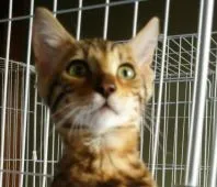 ベンガル【滋賀県・男の子・2020年3月22日・ブラウン スポテットタビー(ロゼット)】の写真1「はじめまして🎵(6月28日撮影)」