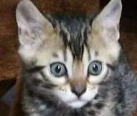 ベンガル【滋賀県・女の子・2020年11月1日・ブラウンスポテットタビー】の写真1「はじめまして🎵」