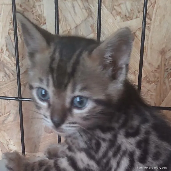 ID：2206-02482の子猫