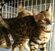 ベンガル【滋賀県・男の子・2020年3月22日・ブラウン スポテットタビー(ロゼット)】の写真2